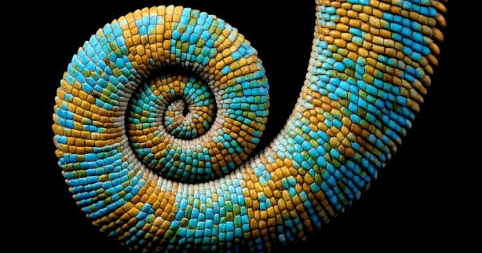 SacredGeometry-Spiral