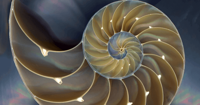 SacredGeometry-nautilus